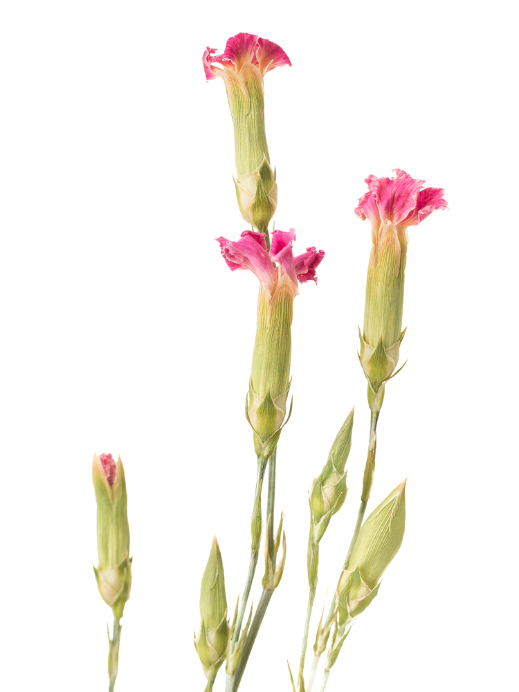 【ドライ】ナデシコ(ダイアンサス)の花アップ