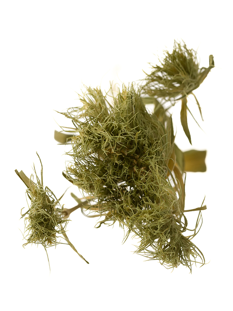 【ドライ】ナデシコ(ダイアンサス) てまり草の花アップ