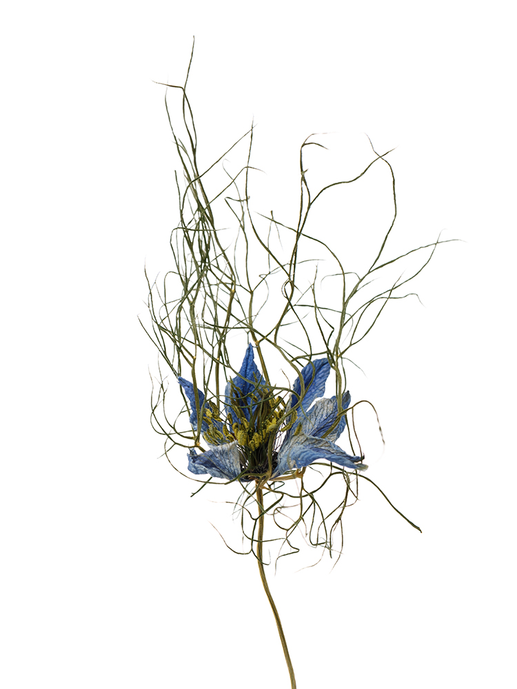 【ドライ】ニゲラ(青)　品種おまかせの花アップ