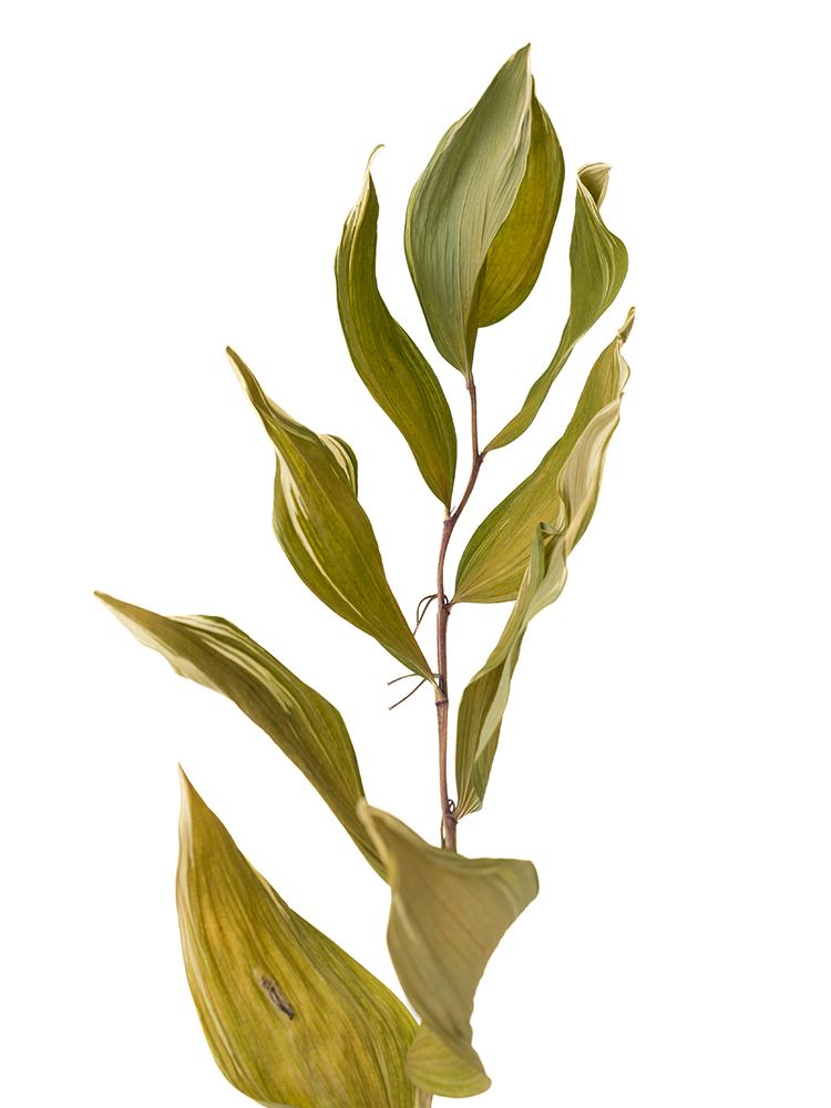 【ドライ】ナルコラン(緑) 品種おまかせの花アップ