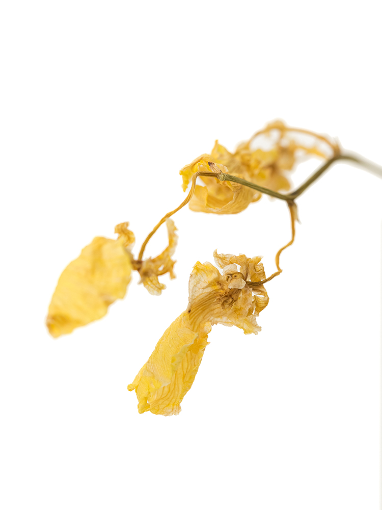 【ドライ】オンシジューム　ハニーエンジェルの花アップ