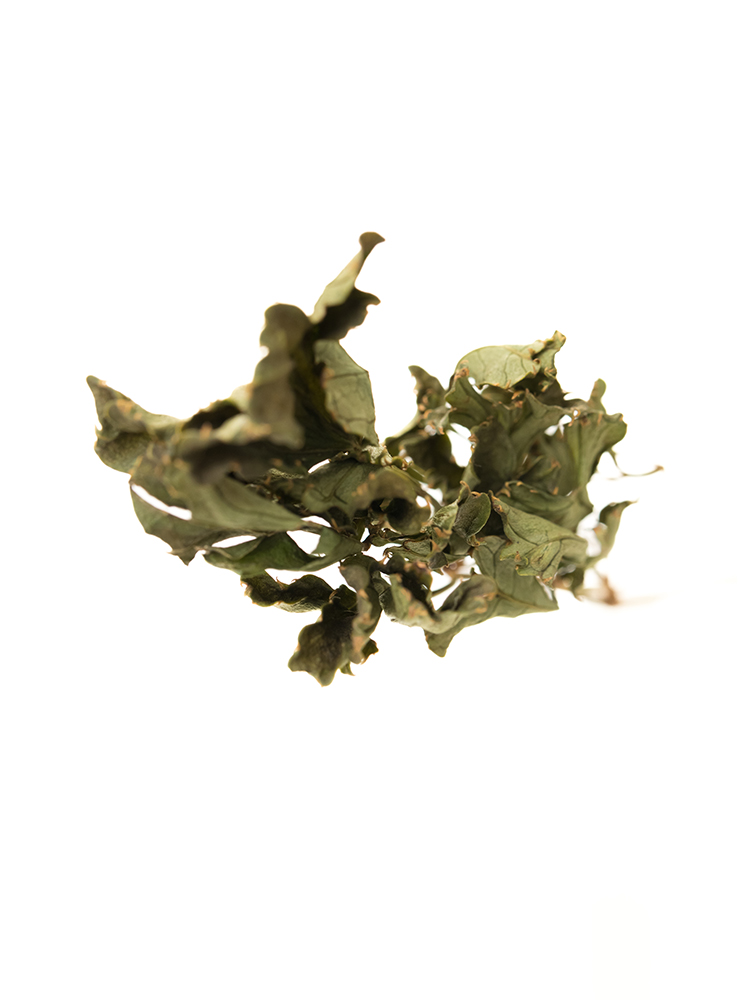 【ドライ】ポリシャス　品種おまかせ(緑)の花アップ