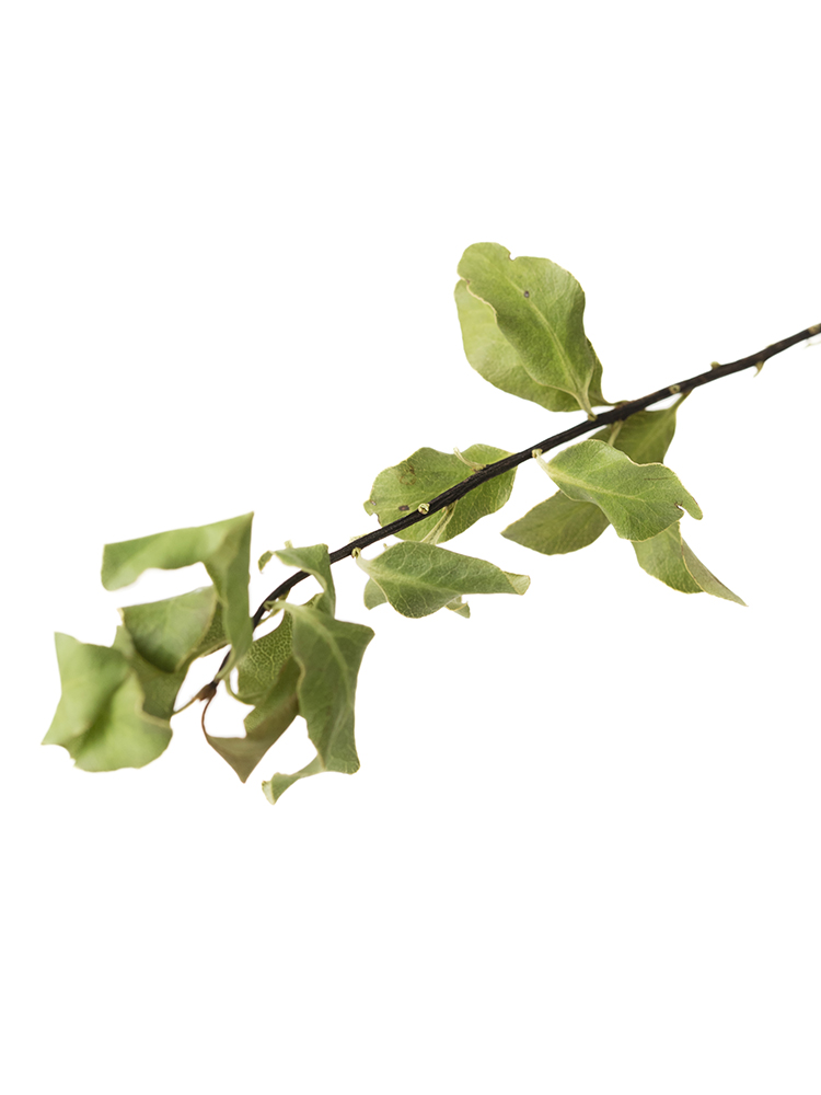 【ドライ】ピットスポラム　ピットスポラムの花アップ