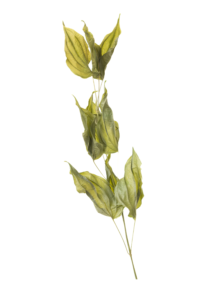 【ドライ】リキュウソウ(緑)　品種おまかせの花アップ