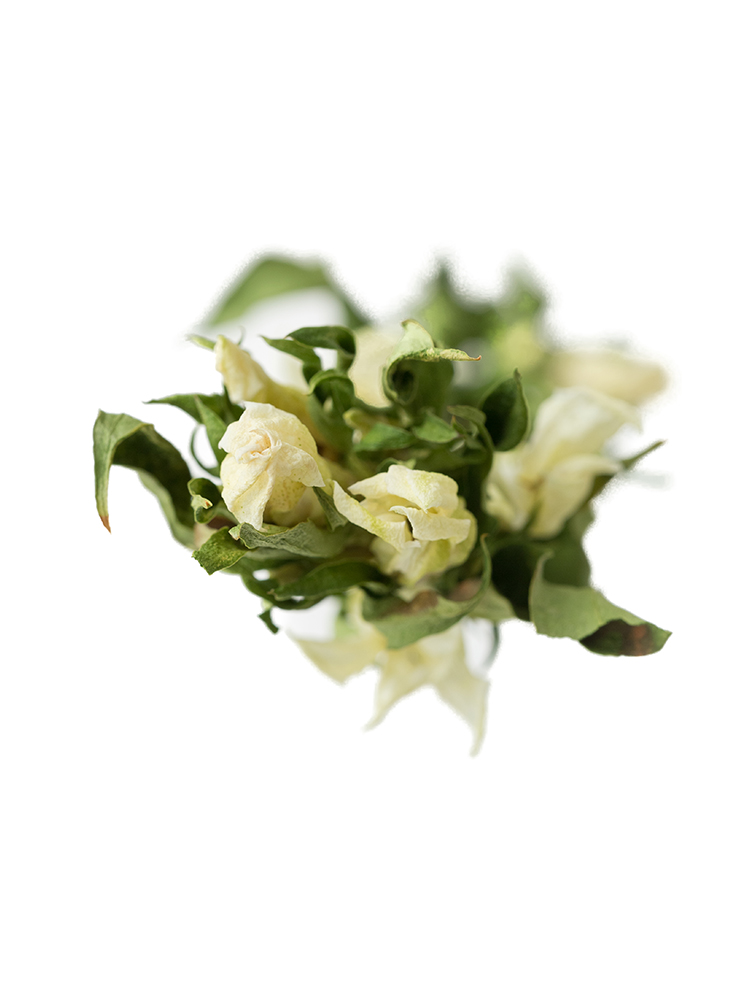 【ドライ】リンドウ(白) 　品種おまかせの花アップ