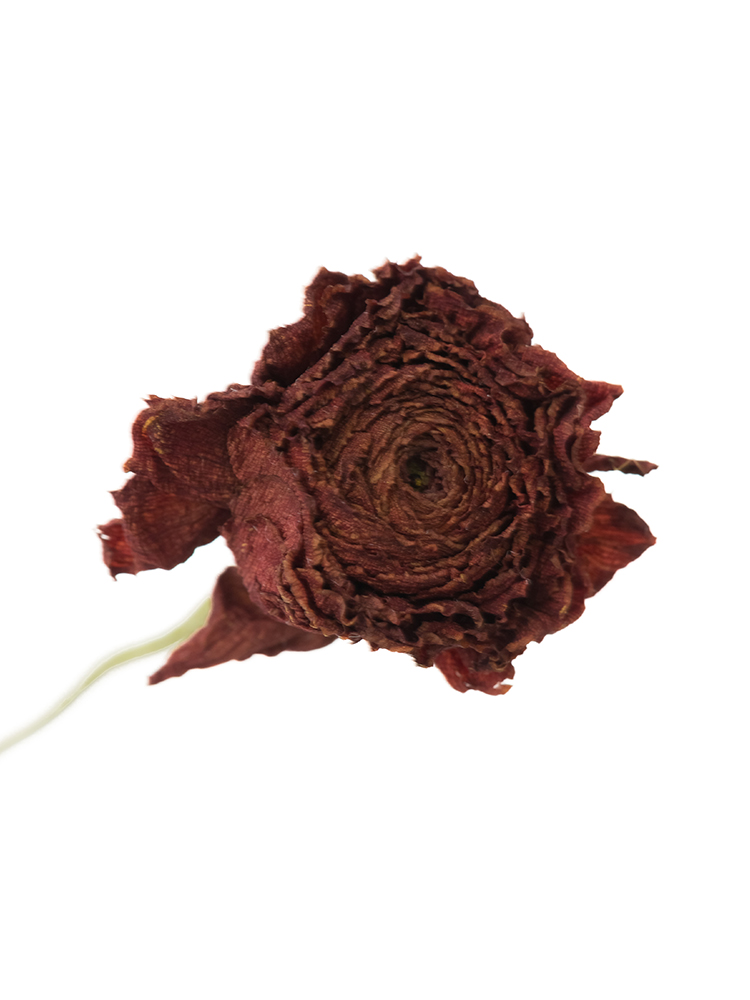 【ドライ】ラナンキュラス 茜てまりの花アップ