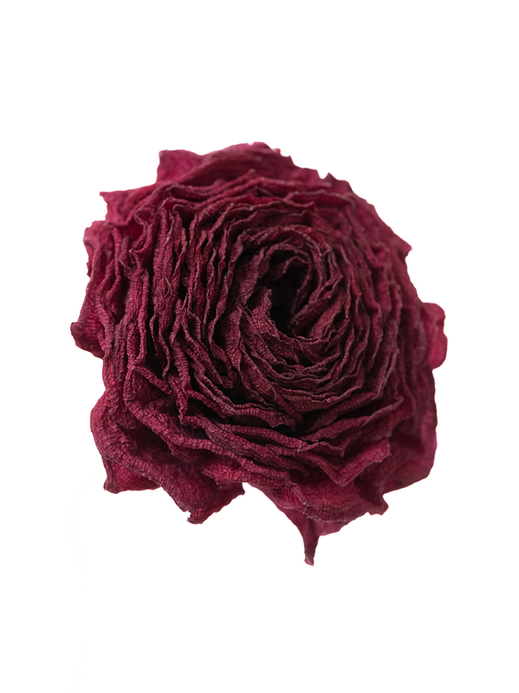 【ドライ】ラナンキュラス　紅てまりの花アップ