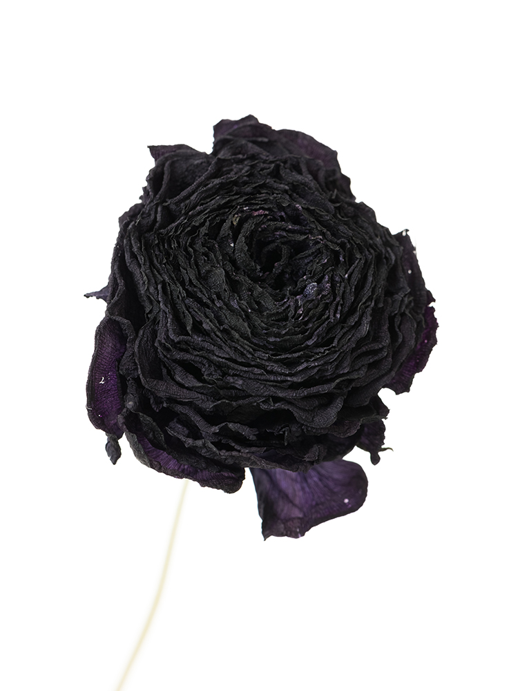 【ドライ】ラナンキュラス ギルタブの花アップ