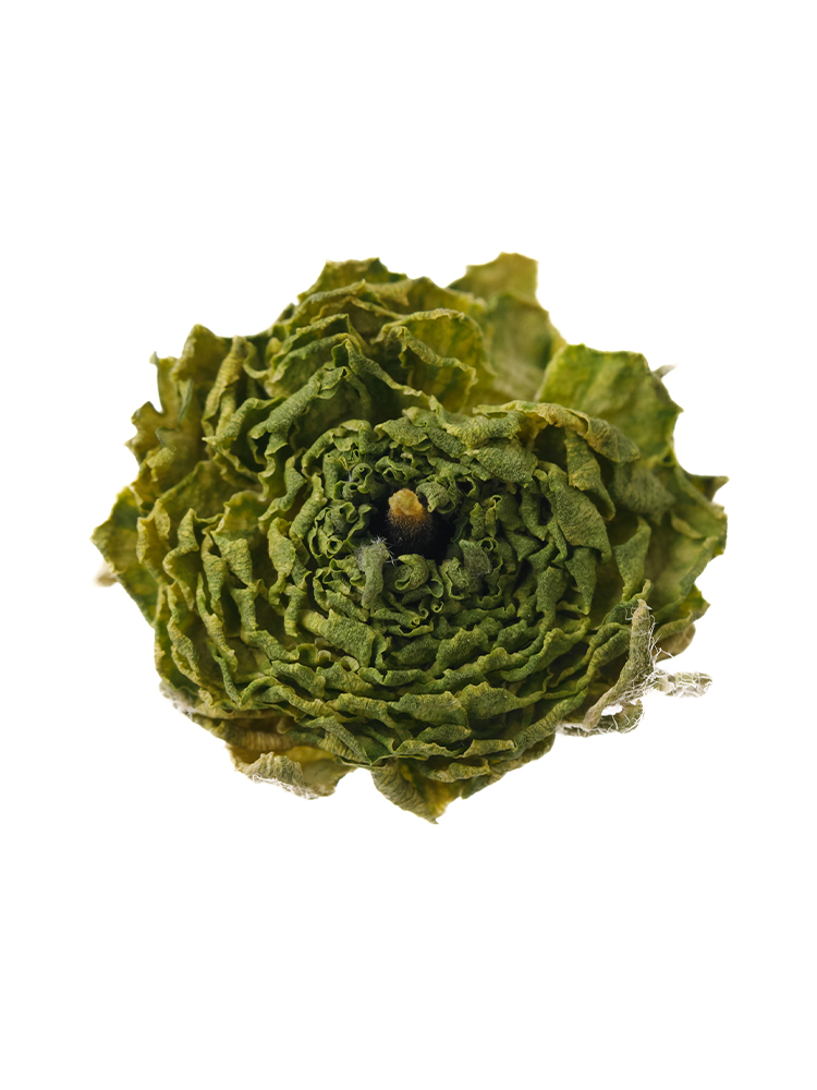 【ドライ】ラナンキュラス(緑)　品種おまかせの花アップ