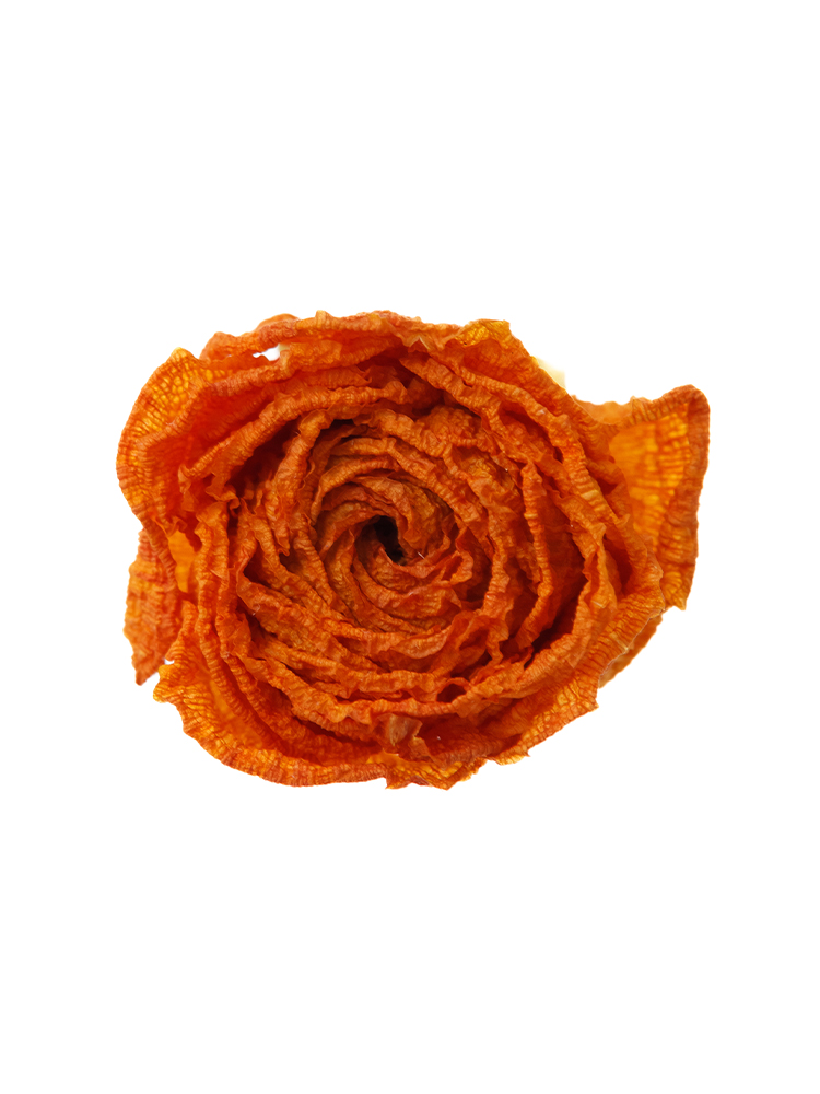 【ドライ】ラナンキュラス(オレンジ)　品種おまかせの花アップ