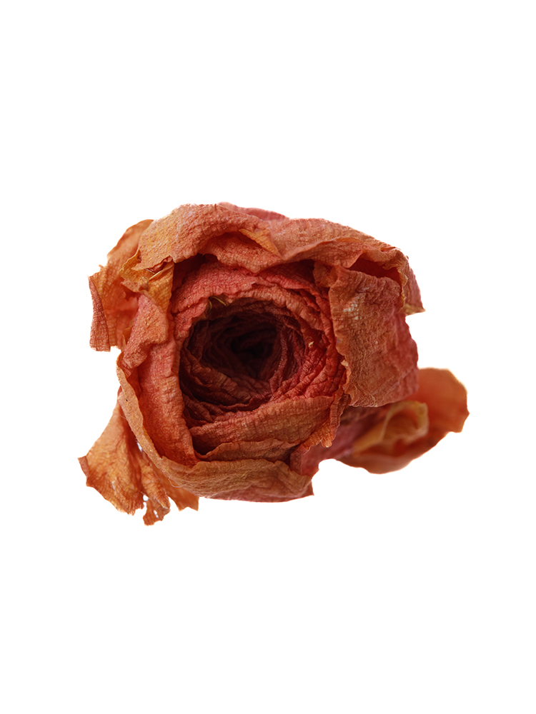 【ドライ】ラナンキュラス(赤)　品種おまかせの花アップ