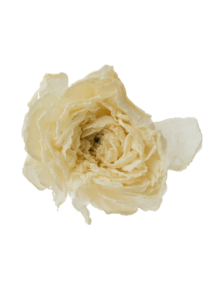 【ドライ】ラナンキュラス(白)　品種おまかせの花アップ