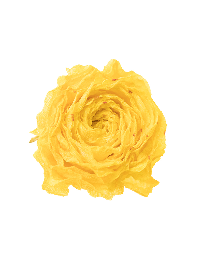 【ドライ】ラナンキュラス(黄)　品種おまかせ