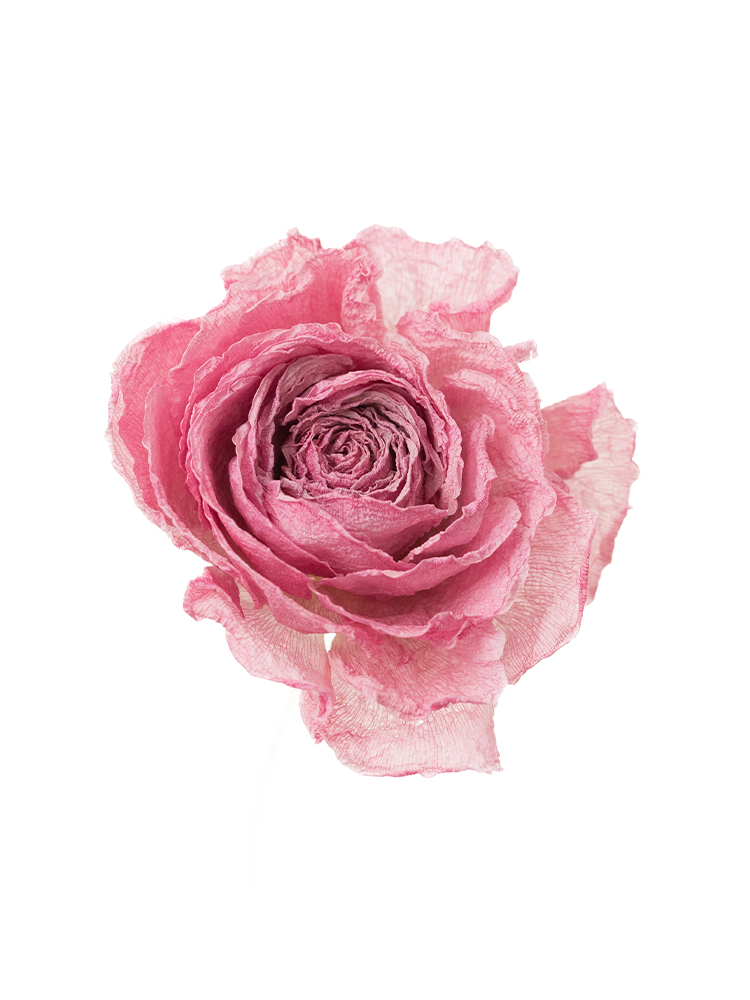 【ドライ】ラナンキュラス パルマドールの花アップ