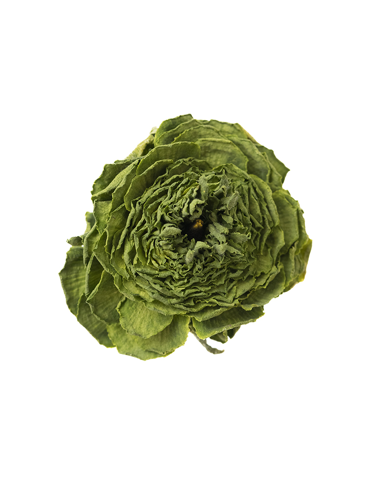 【ドライ】ラナンキュラス ポムロールの花アップ