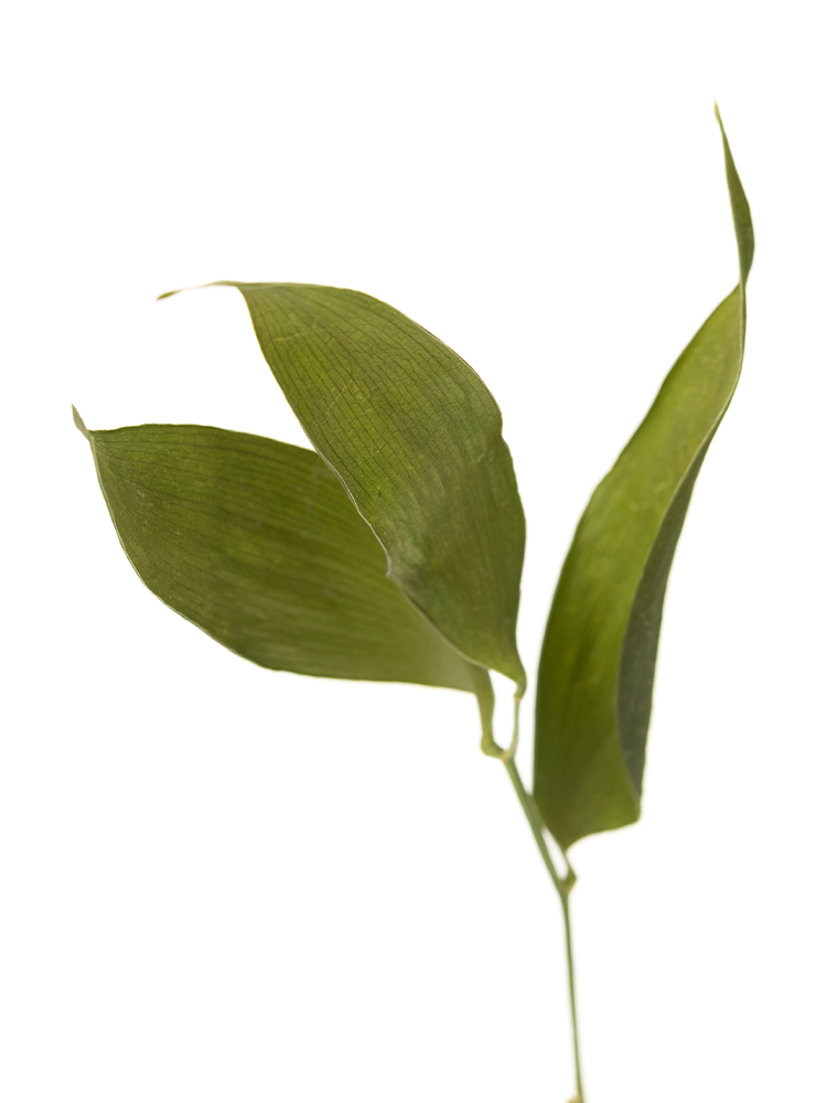 【ドライ】ルスカス イタリアンルスカスの花アップ