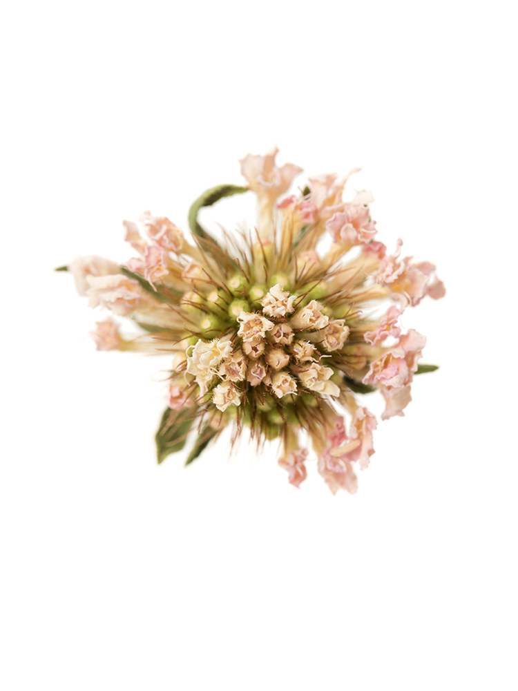 【ドライ】スカビオサ　ライトピンクの花アップ