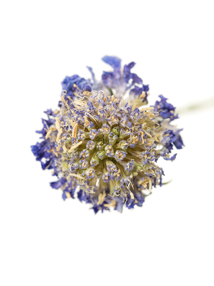 【ドライ】スカビオサ ラベンダースクープの花アップ