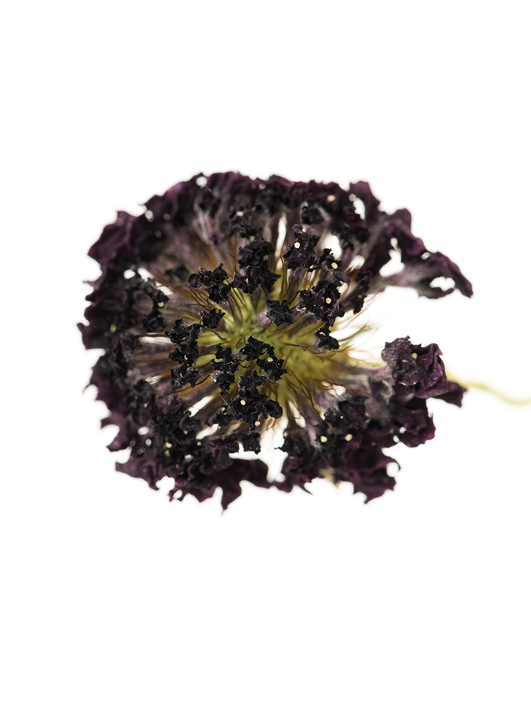 【ドライ】スカビオサ レッドベルベットスクープの花アップ