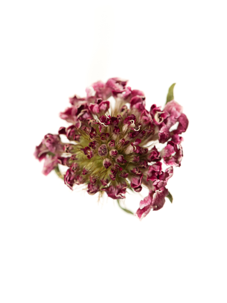 【ドライ】スカビオサ　ヴィヴィアンの花アップ