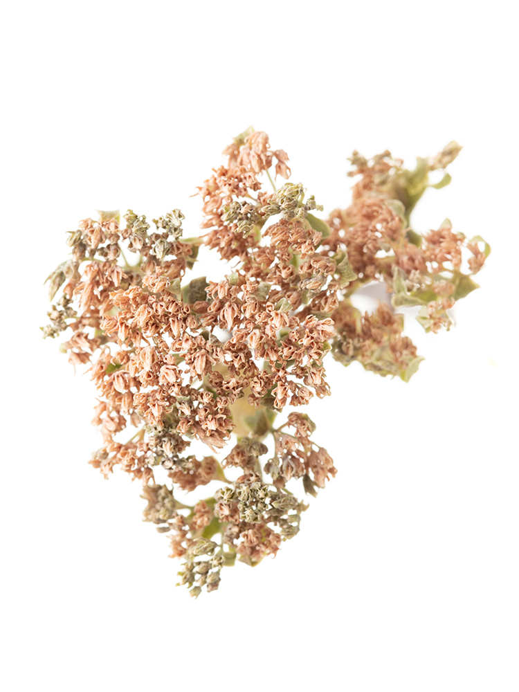 【ドライ】セダム　品種おまかせ(ピンク)の花アップ