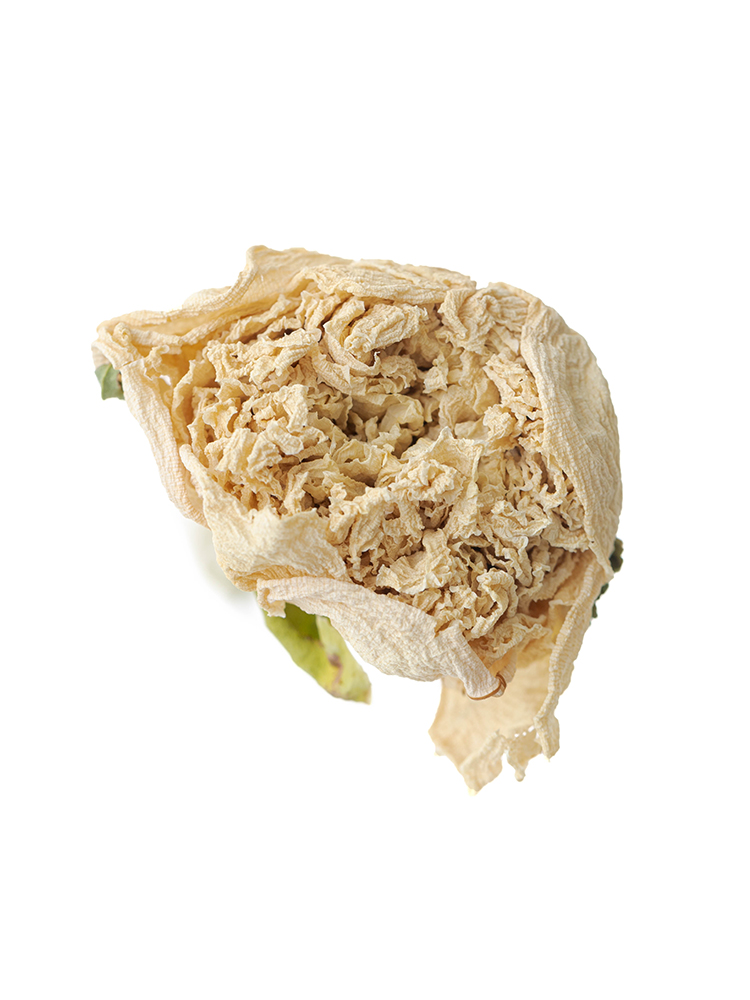 【ドライ】シャクヤク　氷点の花アップ