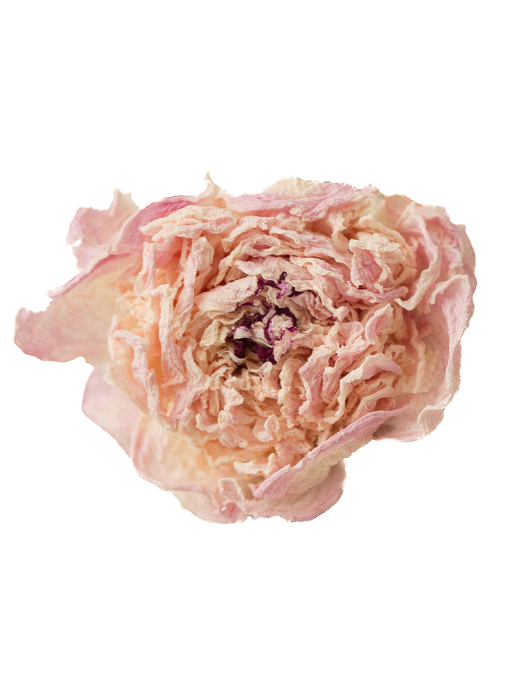 【ドライ】シャクヤク(薄ピンク)　品種おまかせの花アップ