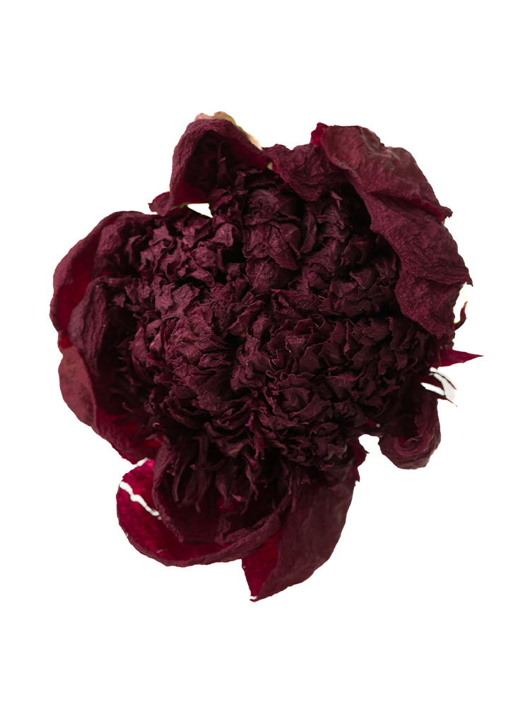 【ドライ】シャクヤク　レッドチャームの花アップ