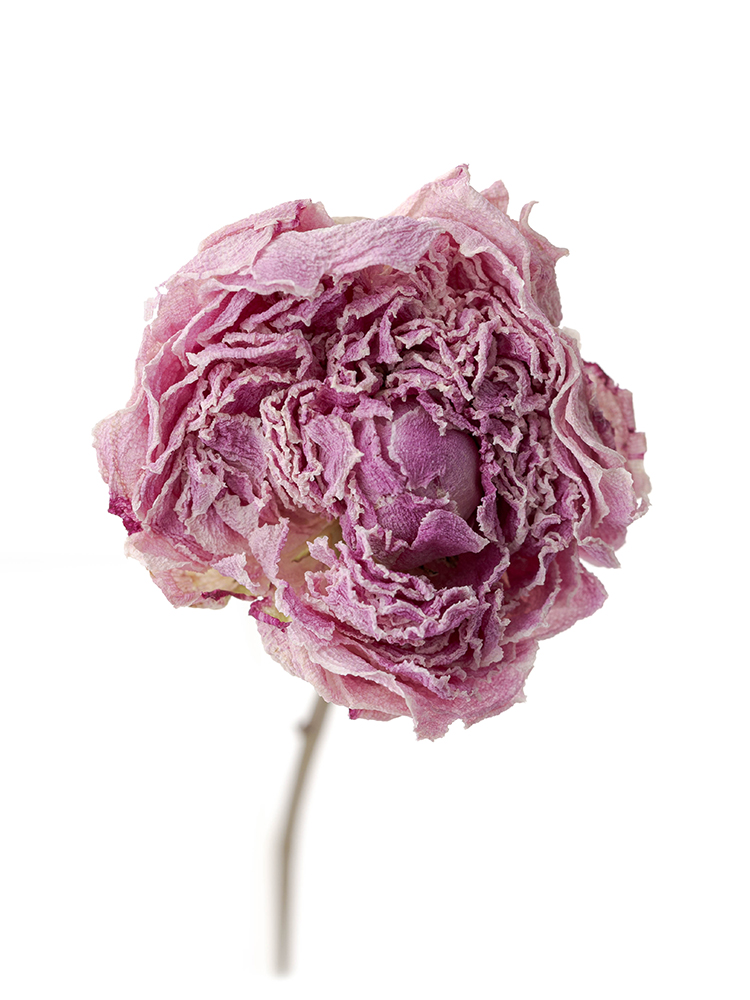 【ドライ】シャクヤク　サラベルの花アップ