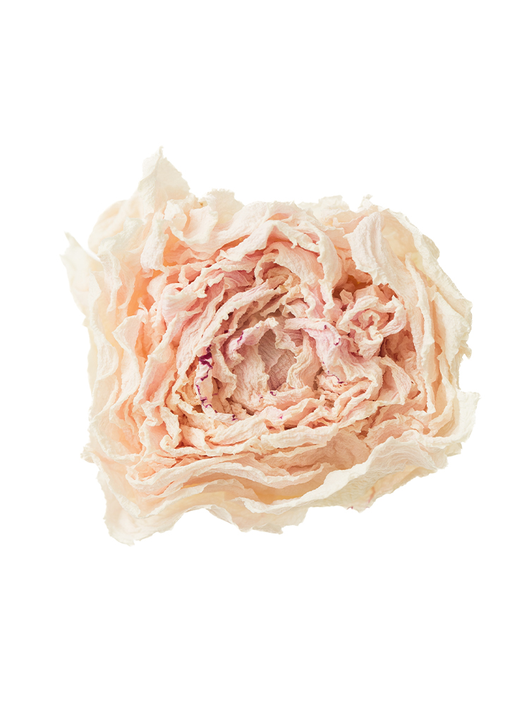 【ドライ】シャクヤク　滝の粧の花アップ