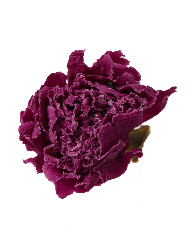 【ドライ】芍薬　夕映の花アップ