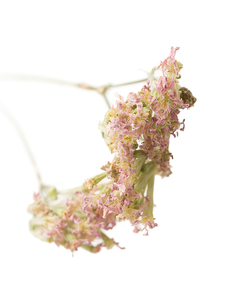 【ドライ】シレネ　サクラコマチの花アップ