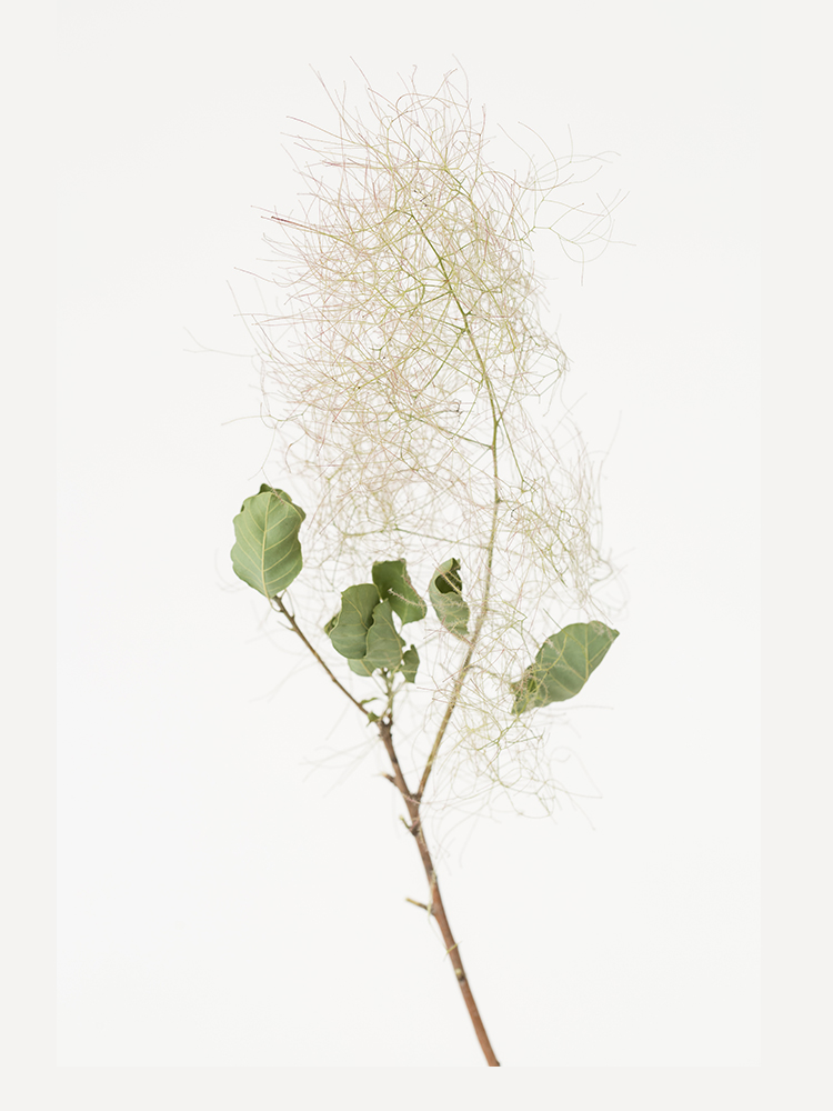 【ドライ】スモークツリー(緑)　品種おまかせの花アップ