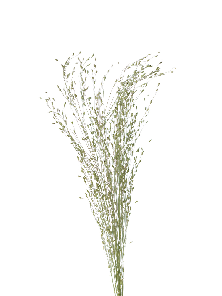 【ドライ】スモークグラス(緑)　品種おまかせの花アップ