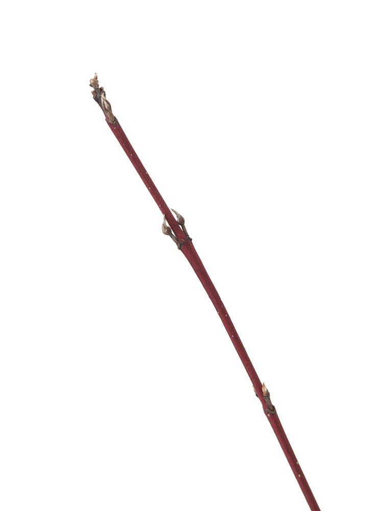 【ドライ】サンゴミズキ　品種おまかせ(赤)の花アップ