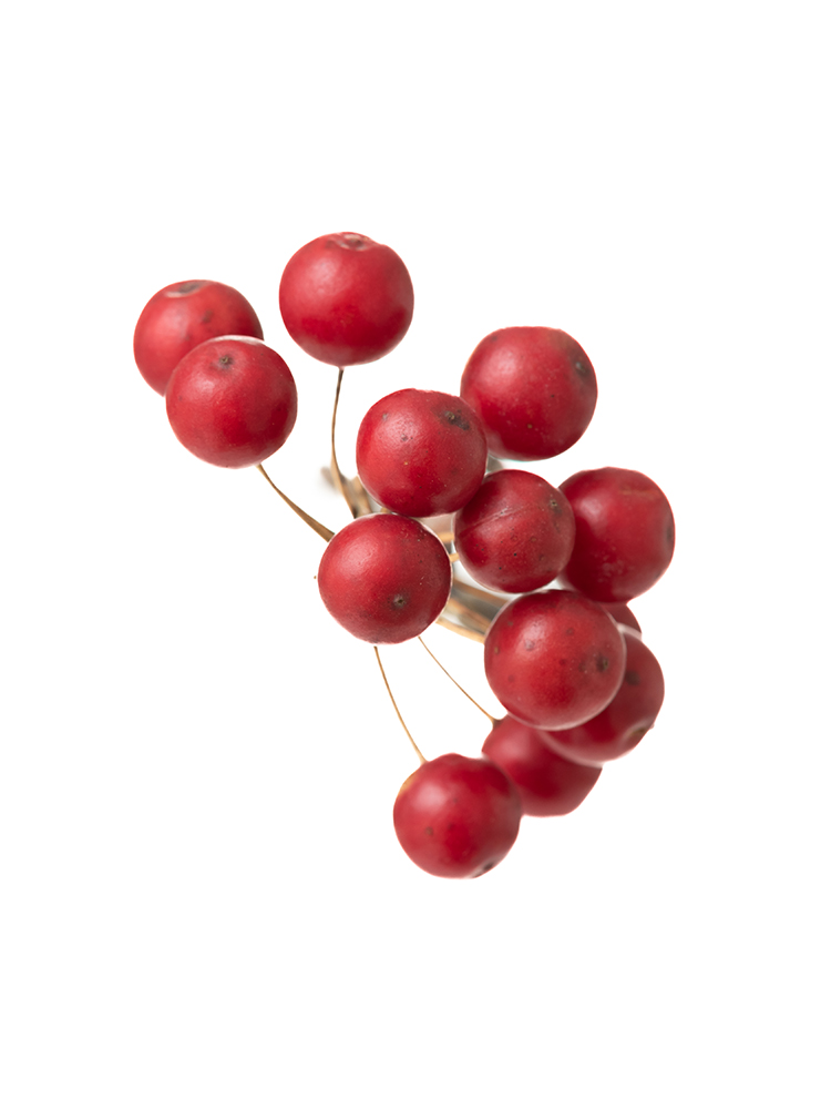 【ドライ】サンキライ　品種おまかせ(赤)の花アップ