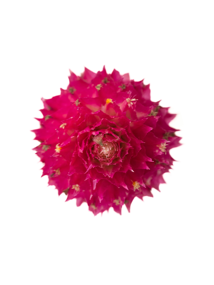 【ドライ】センニチコウ(ピンク)　品種おまかせの花アップ