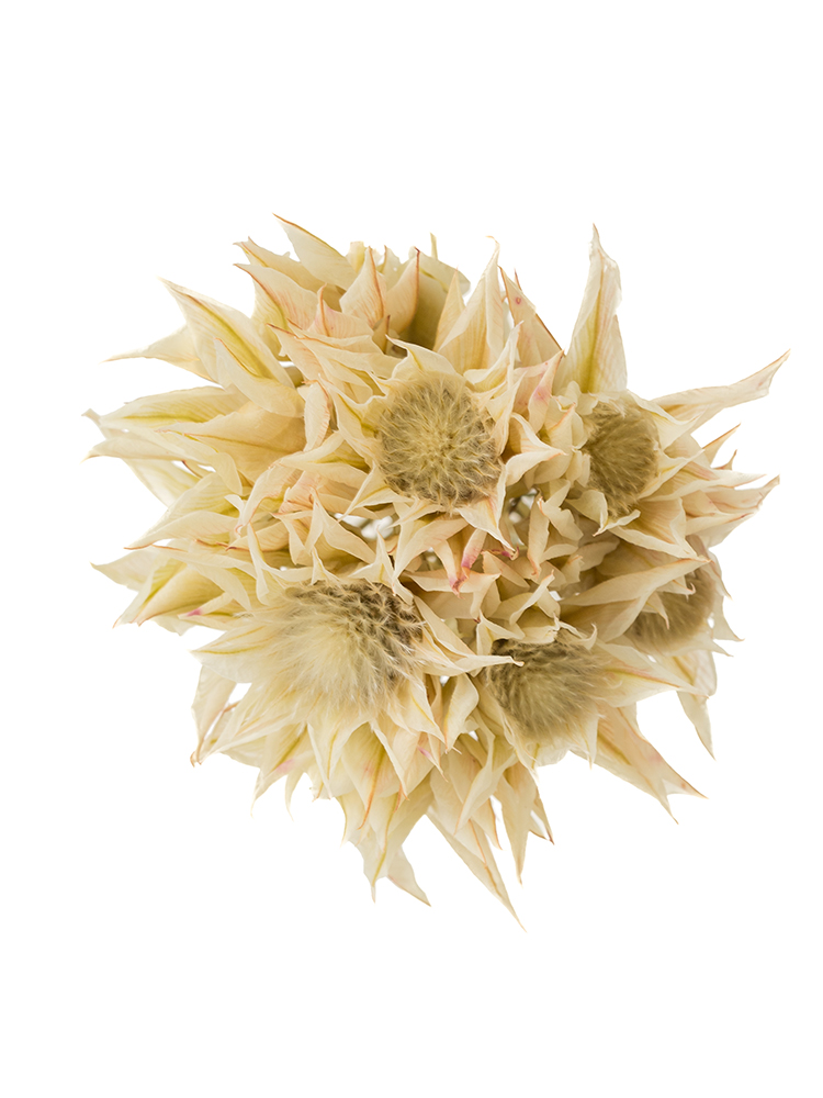 【ドライ】セルリア(白) 品種おまかせの花アップ