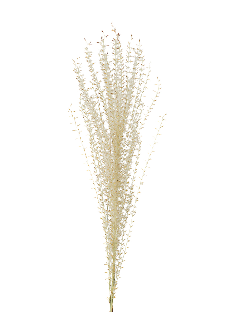 【ドライ】ススキ(茶)　品種おまかせの花アップ