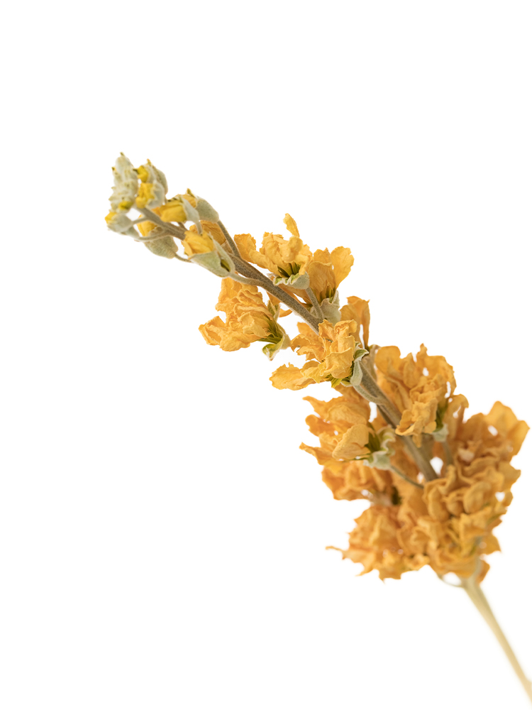 【ドライ】ストック　アイアンアプリコットの花アップ