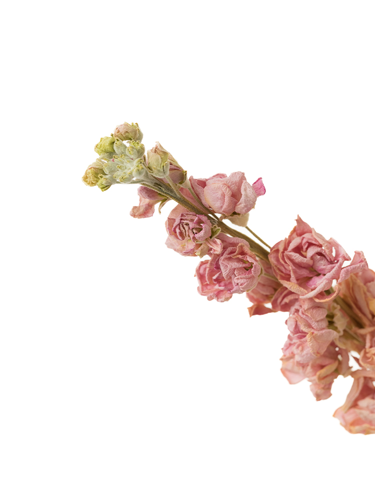 【ドライ】ストック アイアンチェリーの花アップ