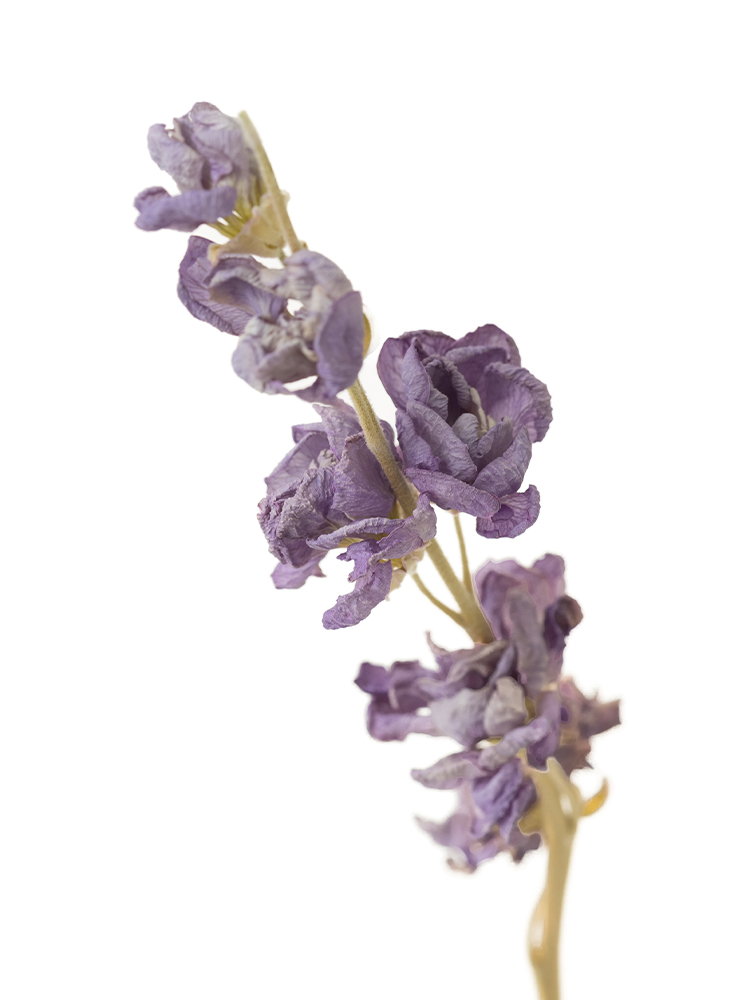 【ドライ】ストック　アイアンマリンの花アップ