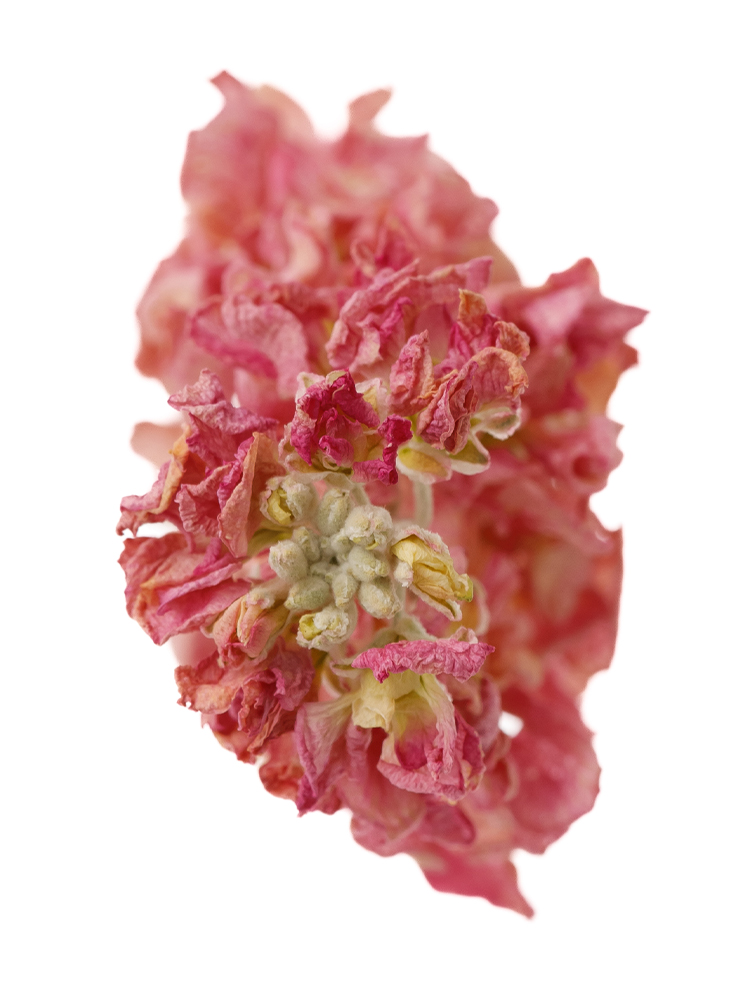 【ドライ】ストック　アイアンピンクの花アップ