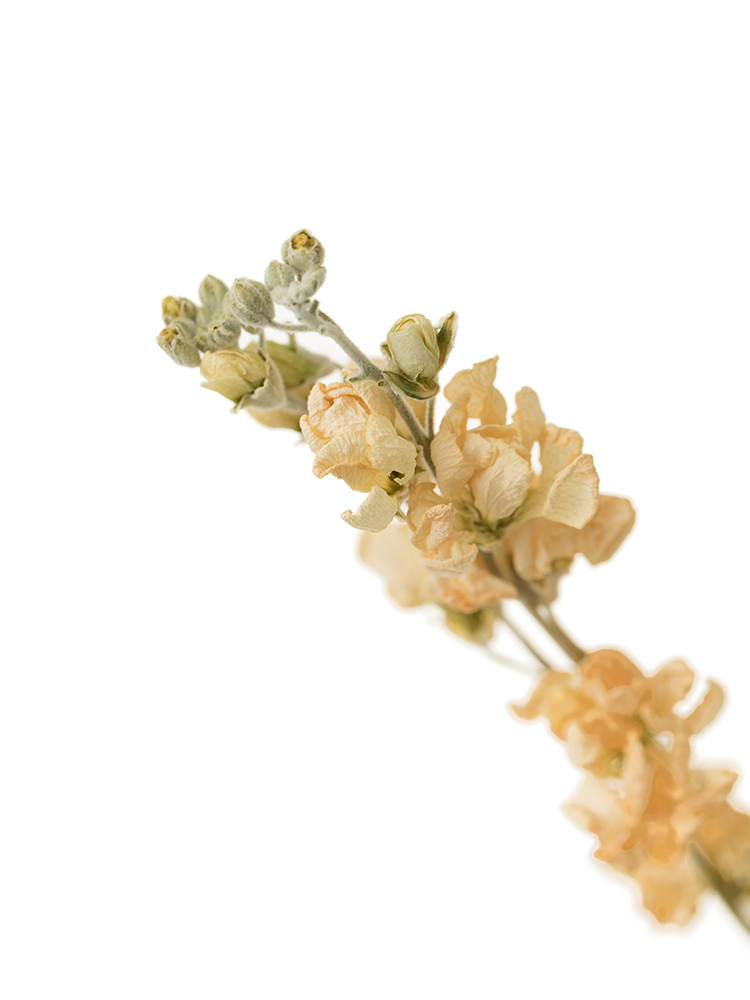 【ドライ】ストック　ホワイトアローの花アップ