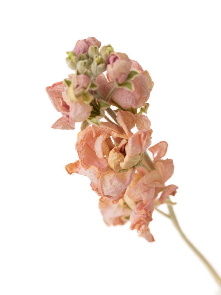 【ドライ】スプレーストック　チェリーカルテットの花アップ