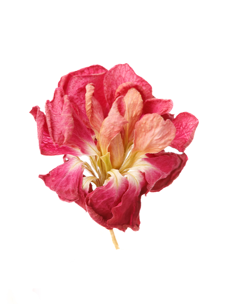 【ドライ】スプレーストック　ディープローズカルテットの花アップ