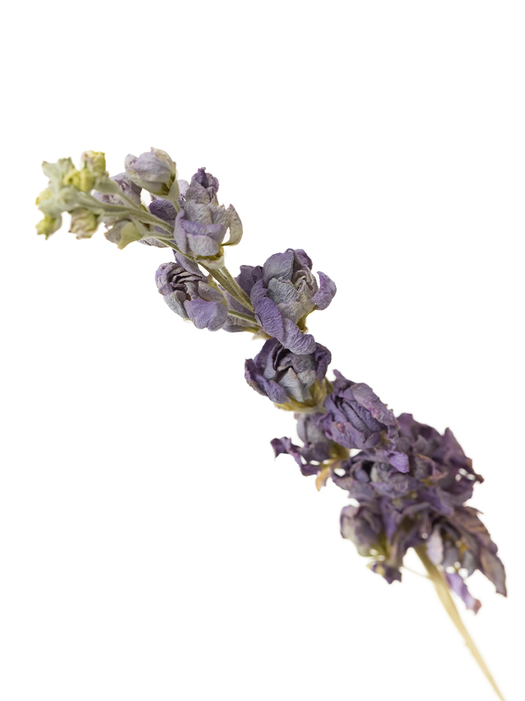 【ドライ】スプレーストック マリンカルテットの花アップ