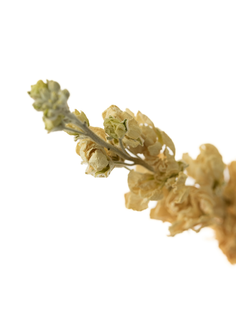 【ドライ】スプレーストック　ホワイトカルテットの花アップ