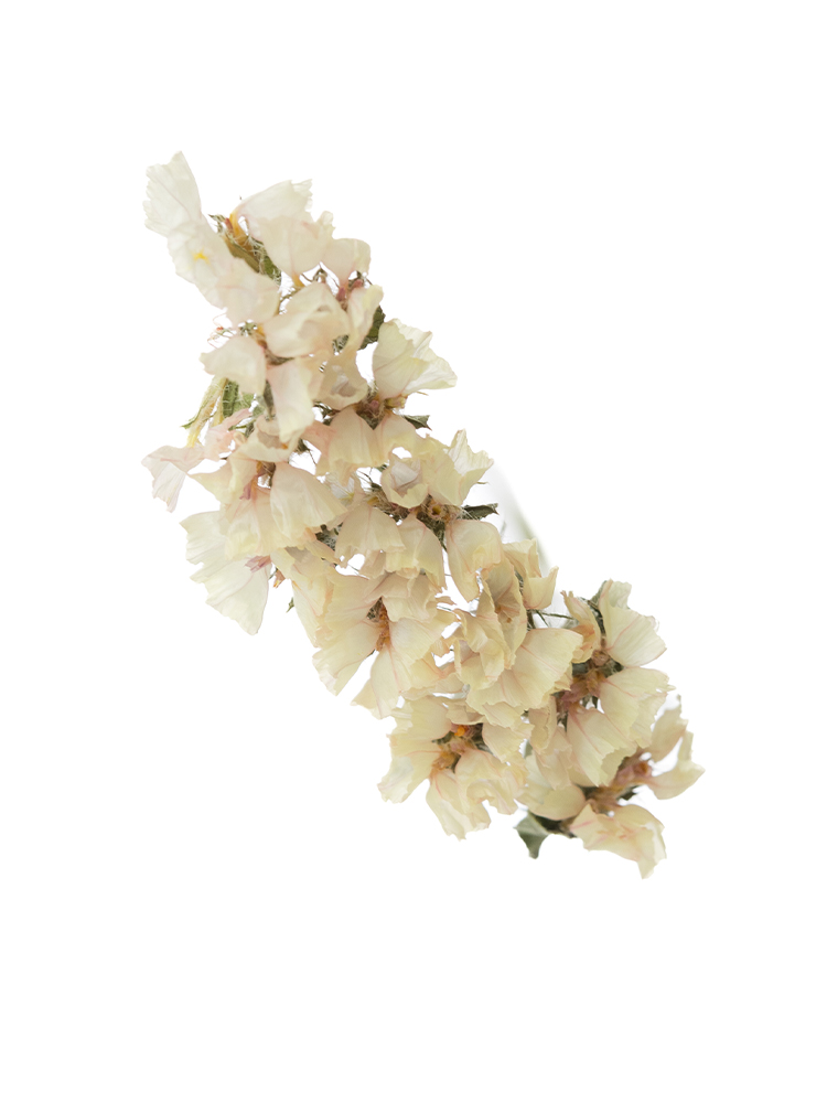 【ドライ】スターチス　アプリコットエーゼの花アップ