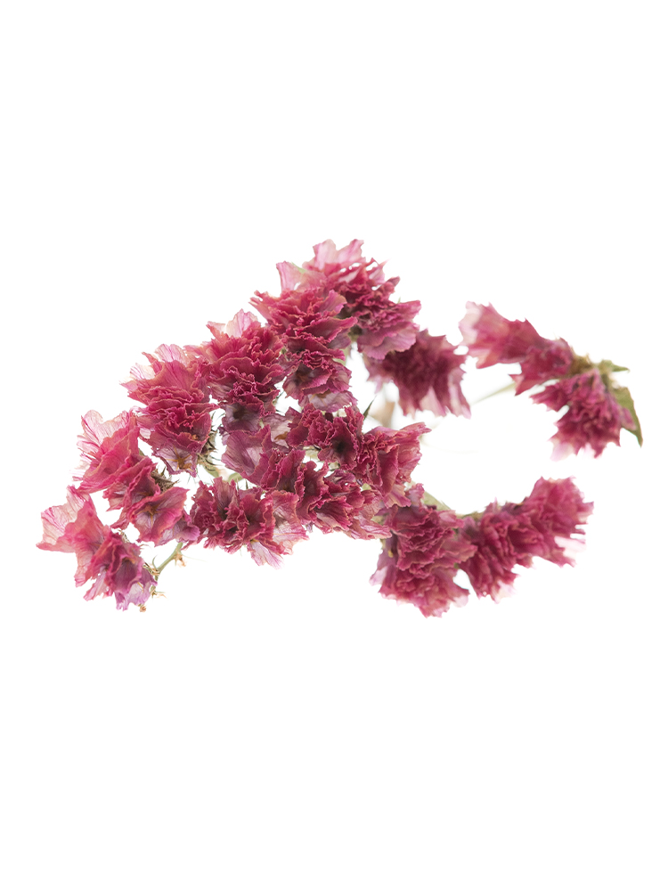 【ドライ】スターチス　ガーネットの花アップ